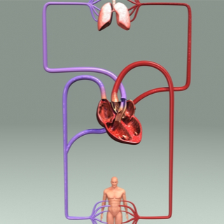 1. الدورة الدموية الكبرى
