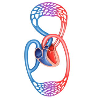 2. الدورة الدموية الصغرى