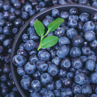 التوت الأوروبي