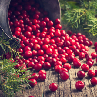 التوت البري