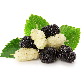 التوت العربي