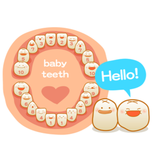 ترتيب ظهور الأسنان اللبنية