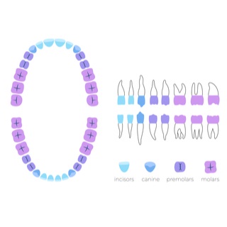 الأسنان الدائمة