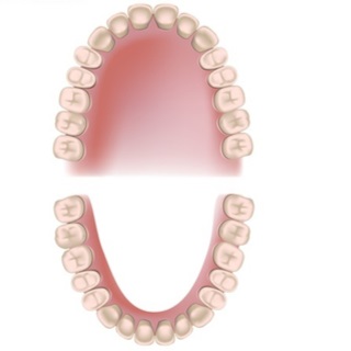 الأسنان الدائمة