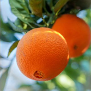 برتقال أبو سرة 