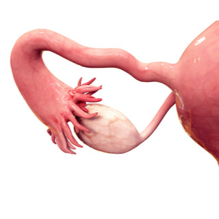 موقع قناة فالوب