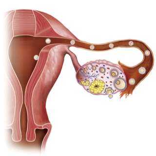 وظيفة قناة فالوب