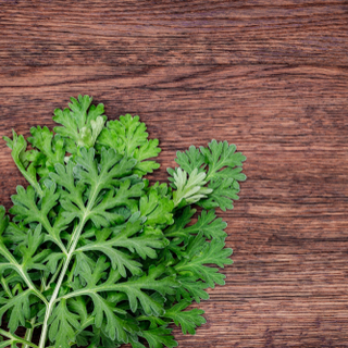 شيح ابن سينا