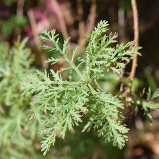 الشيح الأبيض