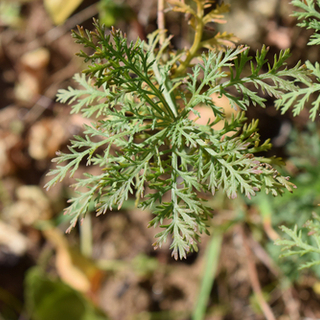 الشيح الأبيض 