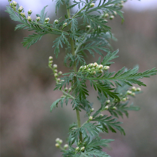 الشيح الحولي