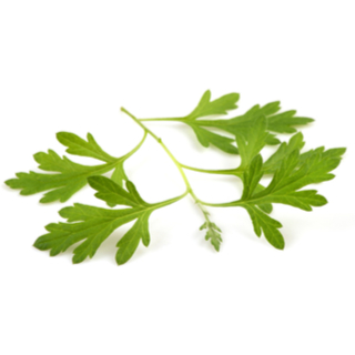 الشيح الحولي