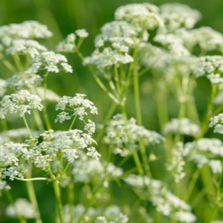 عشبة اليانسون بالصور