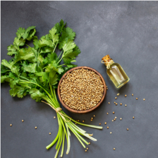 الكزبرة (Coriander)