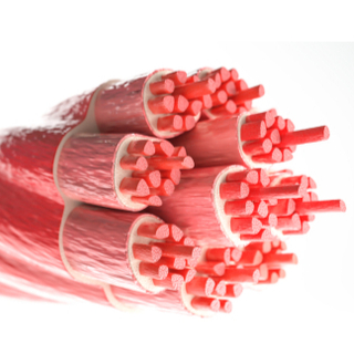 العضلات الهيكلية