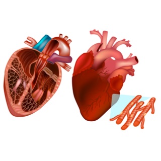 العضلة القلبية