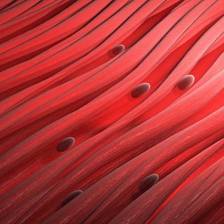 العضلات الملساء