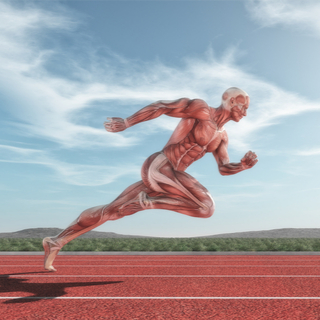 وظيفة العضلات الهيكلية