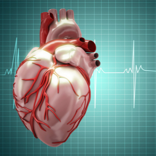 وظيفة العضلة القلبية