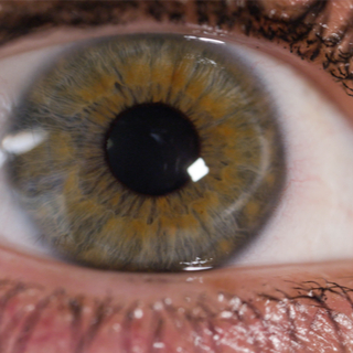 وظيفة العضلات الملساء