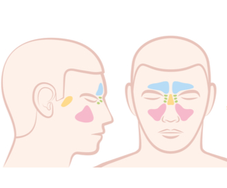 أنواع الجيوب الأنفية