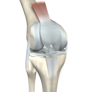 أجزاء مفصل الركبة