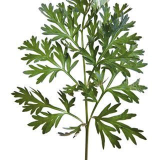 2. أعشاب الشيح 2. أعشاب الشيح