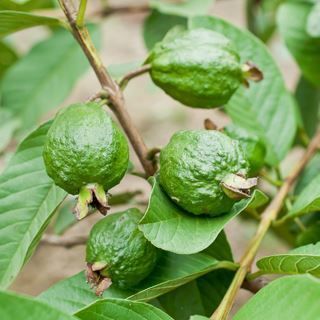 8. أوراق وقشور جذع الجوافة 8. أوراق وقشور جذع الجوافة