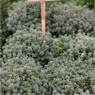 زعتر الليمون أو الزعتر الهجين