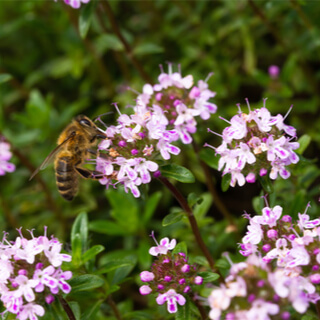 زعتر الكراويا