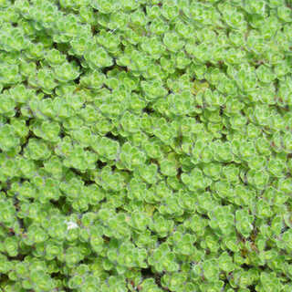 الزعتر الصوفي