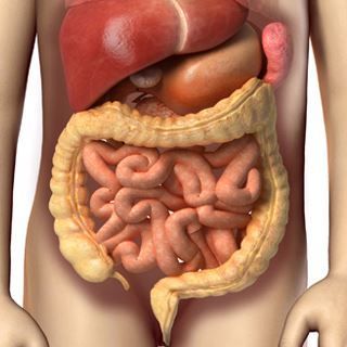 1. الجهاز الهضمي 