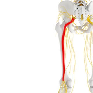 العصب الوركي  