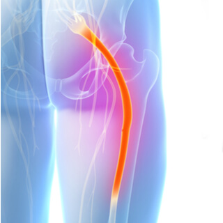 وظيفة العصب الوركي