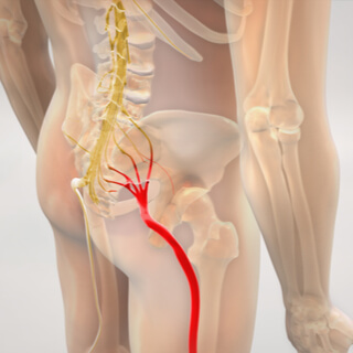 تفرعات العصب الوركي