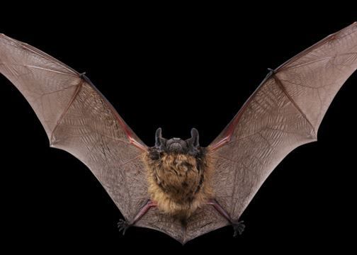 كيف يُصاب الإنسان بالإيبولا؟