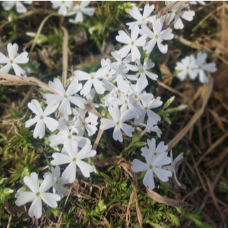 4. الياسمين (jasminum grandiflorum 4. الياسمين (jasminum grandiflorum