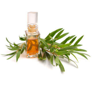 2. زيت شجرة الشاي	