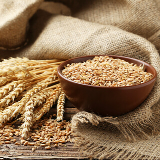 القمح القمح