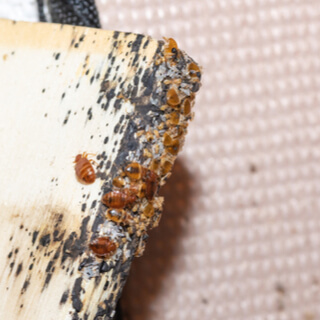 2. بق الفراش الصغير