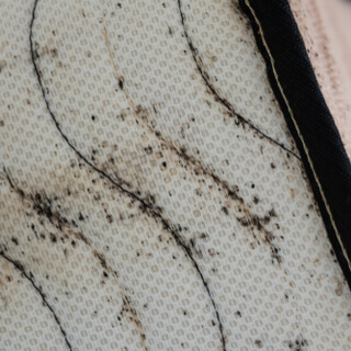 كيفية الكشف عن حشرات الفراش