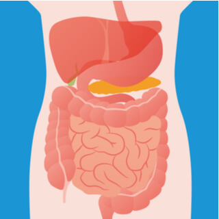  2. الجهاز الهضمي