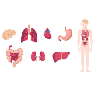 2. الجهاز الهضمي