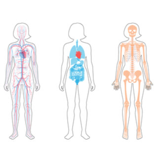 6. الأوعية الدموية والشرايين