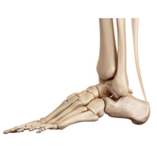 التركيب والوظيفة