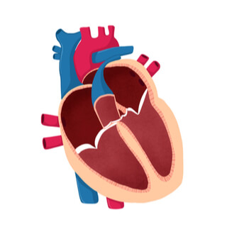 2. حجرات القلب (Heart Chambers)