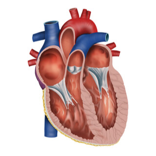 2. حجرات القلب (Heart Chambers)