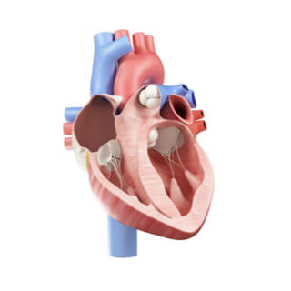 3. صمامات القلب (Heart Valves)