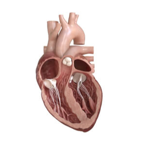 3. صمامات القلب (Heart Valves)