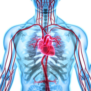 4. الأوعية الدموية (Blood Vessels)